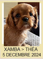 XAMBA