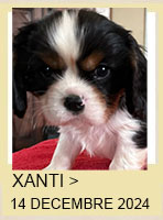 XANTI