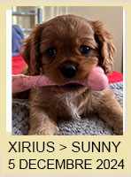 XIRIUS