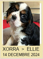 XORRA