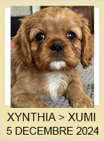 XYHTNIA