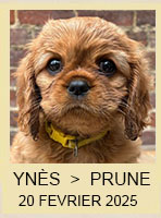 YNÈS